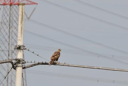 Aiuto Identificazione rapace